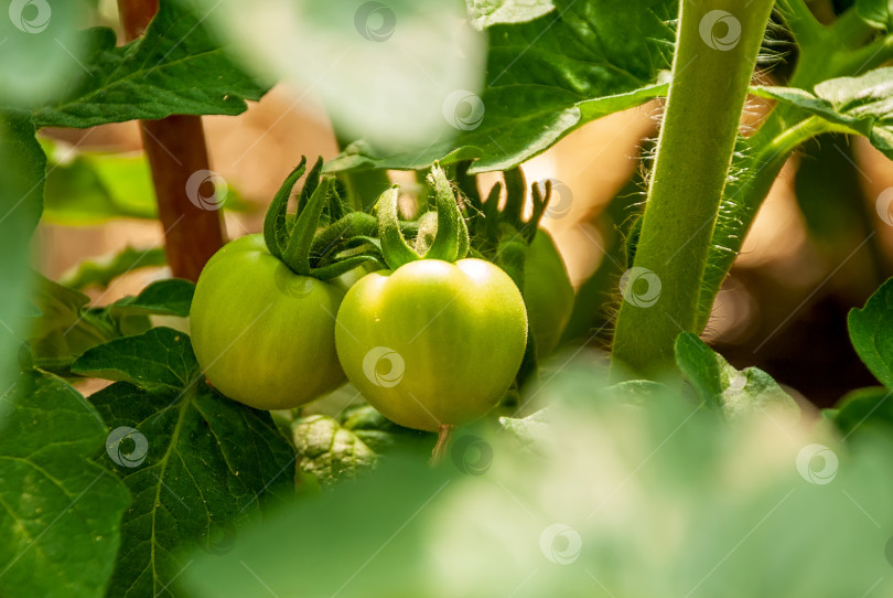 Скачать Зеленые помидоры висят на ветке. Макросъемка. фотосток Ozero