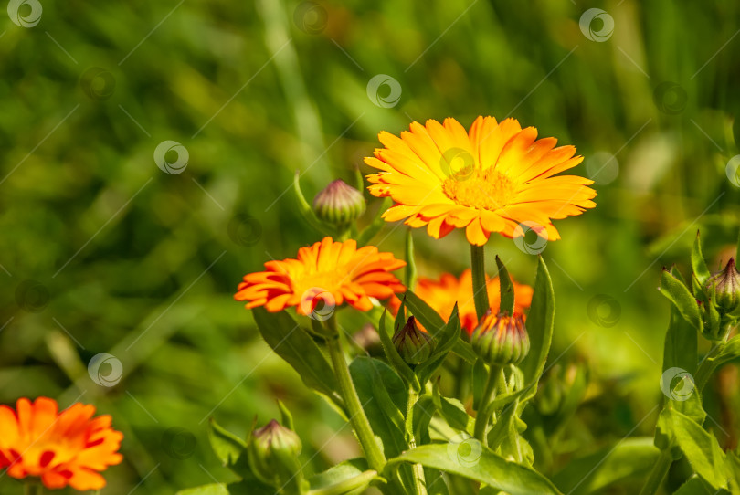 Скачать Ярко-оранжевые цветы календулы (Calendula officinalis, календула комнатная, красноперка). Естественный цветочный фон фотосток Ozero