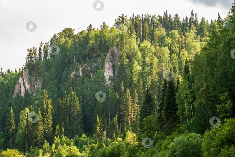 Скачать Пейзажи Сибири. Покрытые лесом горы на реке Кия. Кемеровская область. Россия фотосток Ozero