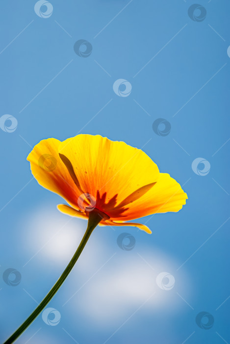 Скачать Цветущий цветок мака на фоне голубого неба. Природа. фотосток Ozero