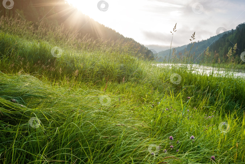 Скачать Пейзажи Сибири. Раннее утро на реке. Солнечный свет освещает покрытую росой траву на фоне гор. фотосток Ozero