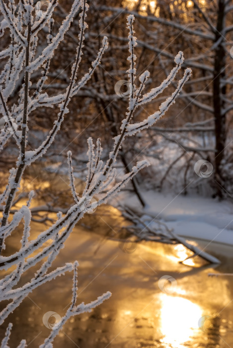 Скачать Зимний пейзаж на закате. Русло реки, ели и березы - истинно русский пейзаж. фотосток Ozero