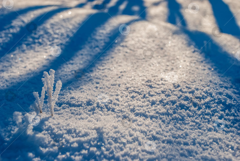 Скачать Зимняя макросъемка. Веточка в лучах солнечного света на фоне текстурированного снега. фотосток Ozero