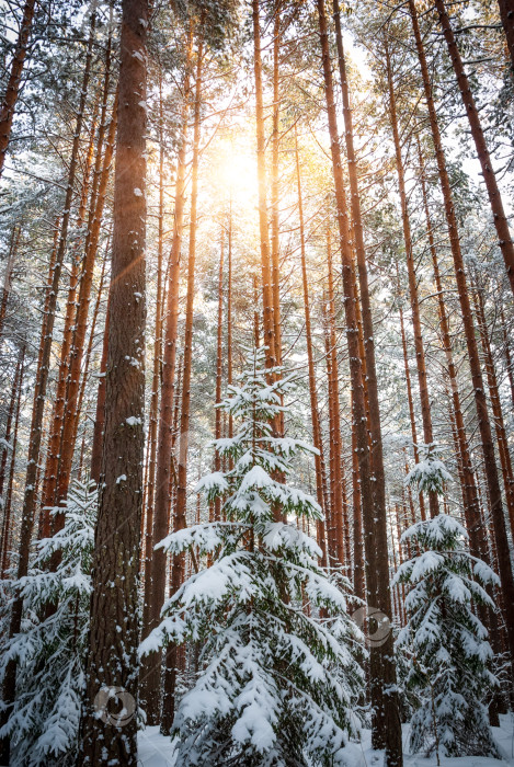 Скачать Зимний пейзаж соснового леса. Ели и сосны в белом снегу. Вечернее закатное солнце пробивается сквозь стволы сосен. фотосток Ozero