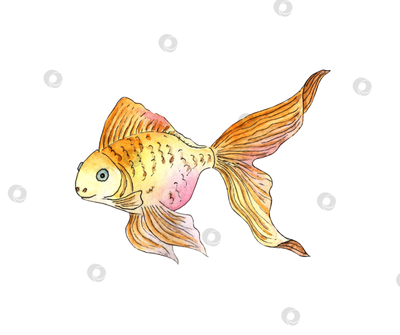 Скачать золотая рыбка фотосток Ozero