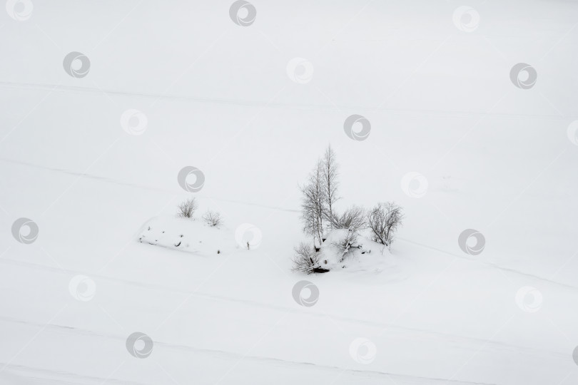 Скачать Заснеженные деревья на фоне чистого белого снега. фотосток Ozero