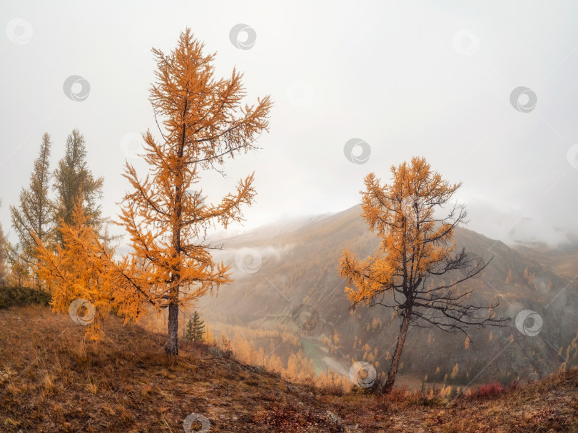 Скачать Нежно-золотистые лиственницы в тумане на горном склоне. фотосток Ozero