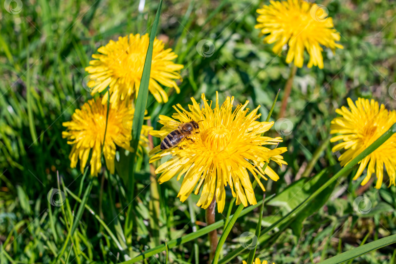 Скачать Пчела на желтом цветке одуванчика крупным планом фотосток Ozero