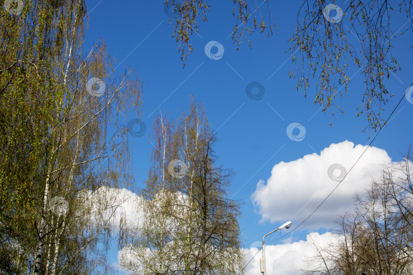 Скачать Большое белое облако в голубом небе и ветка дерева фотосток Ozero