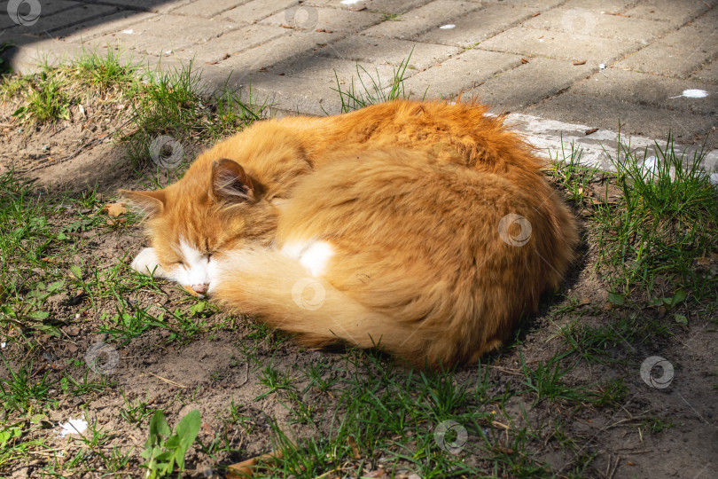 Скачать Рыжий кот спит на траве на солнышке фотосток Ozero