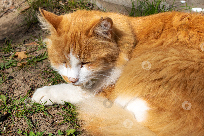 Скачать Рыжий кот спит на траве на солнышке фотосток Ozero