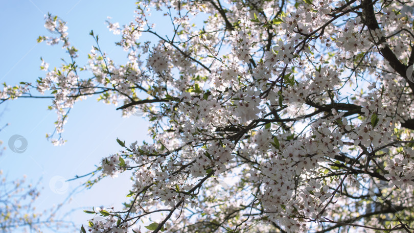 Скачать Белые вишневые цветы в солнечном свете крупным планом фотосток Ozero
