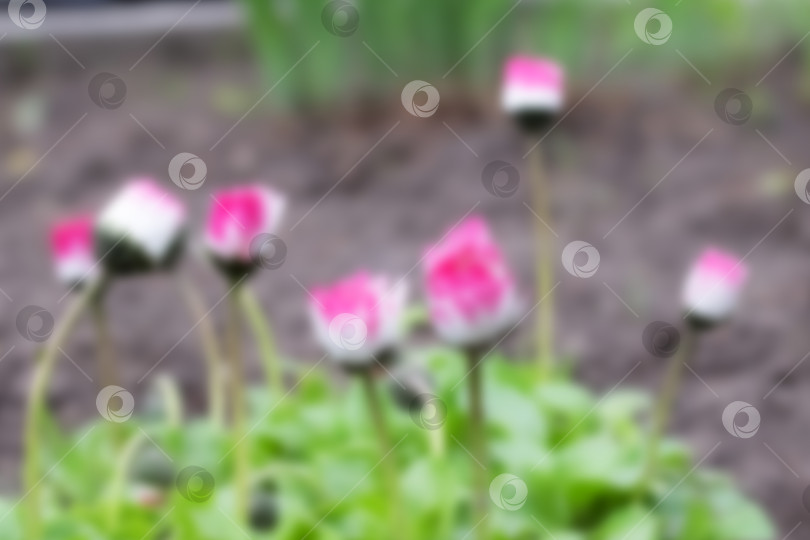 Скачать Розовые цветы и зеленые листья крупным планом на размытом фоне фотосток Ozero