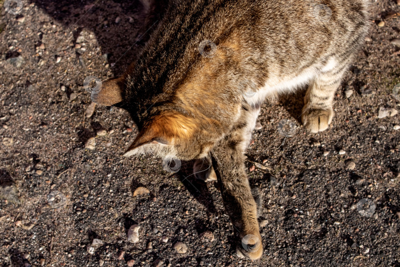 Скачать Серая кошка умывается на тротуаре крупным планом фотосток Ozero