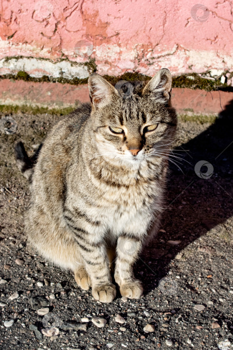 Скачать Полосатая бродячая кошка на тротуаре и тень фотосток Ozero