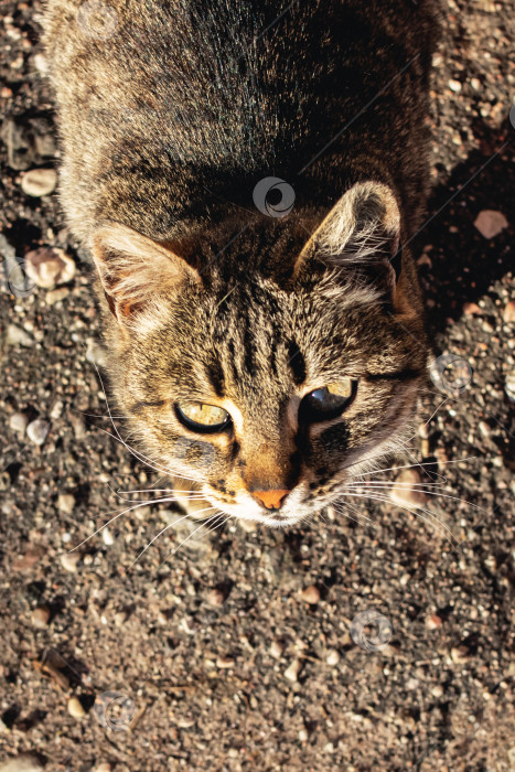 Скачать Полосатая бродячая кошка на тротуаре крупным планом фотосток Ozero