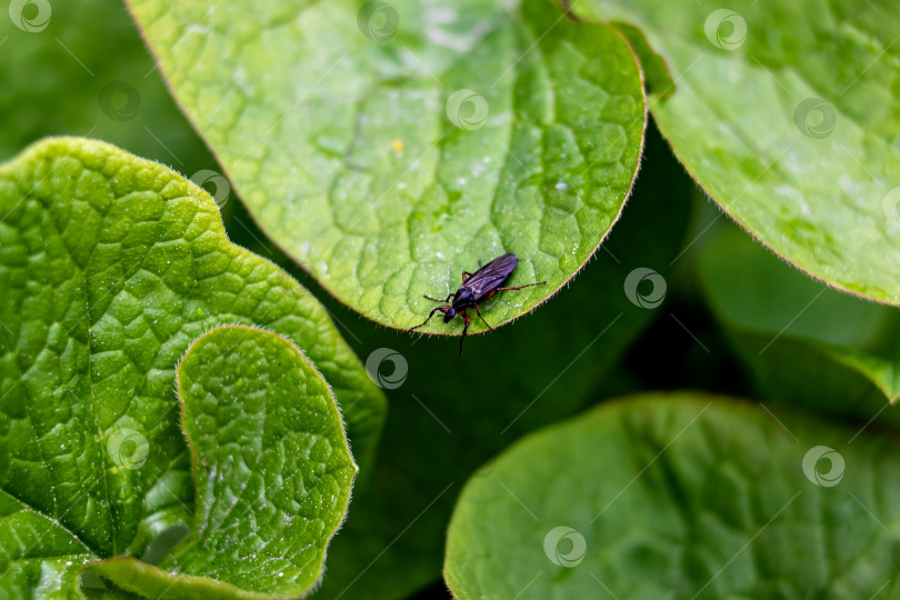 Скачать Черный жук на зеленом листе растения фотосток Ozero