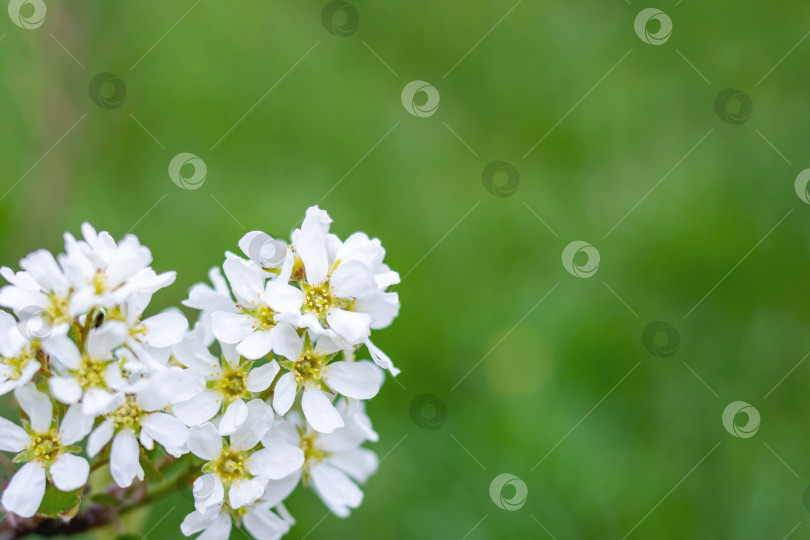 Скачать Белые цветы и зеленые листья крупным планом фотосток Ozero