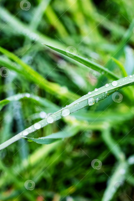 Скачать Капли росы на зеленой травинке фотосток Ozero