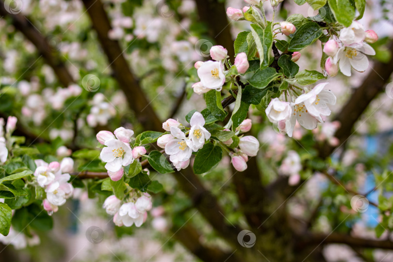 Скачать Розовые цветы яблони и капли воды фотосток Ozero