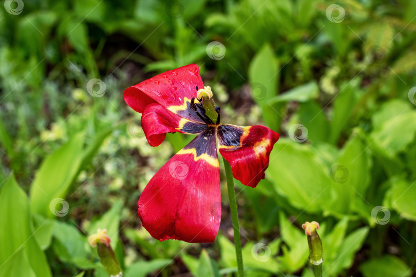 Скачать Увядший цветок Тулмана с опавшими лепестками крупным планом фотосток Ozero