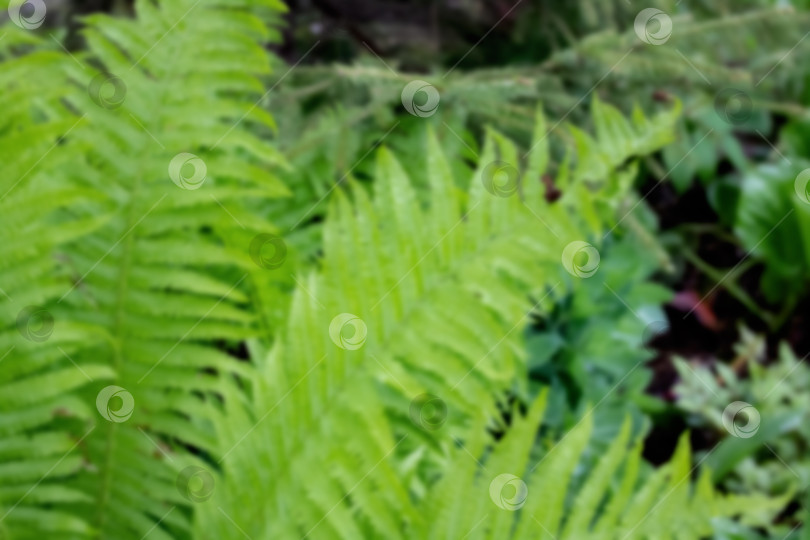 Скачать Зеленые листья папоротника крупным планом, естественный размытый фон фотосток Ozero