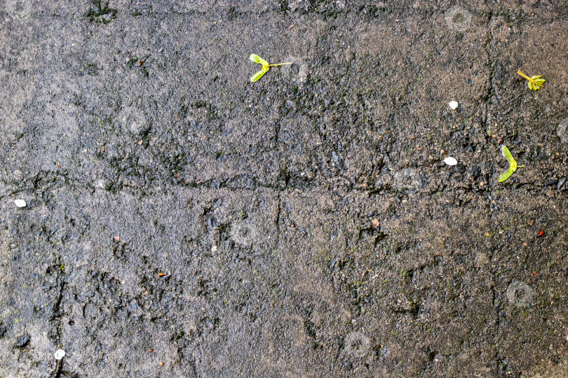 Скачать Зеленые листья на старом разрушенном бетонном тротуаре фотосток Ozero