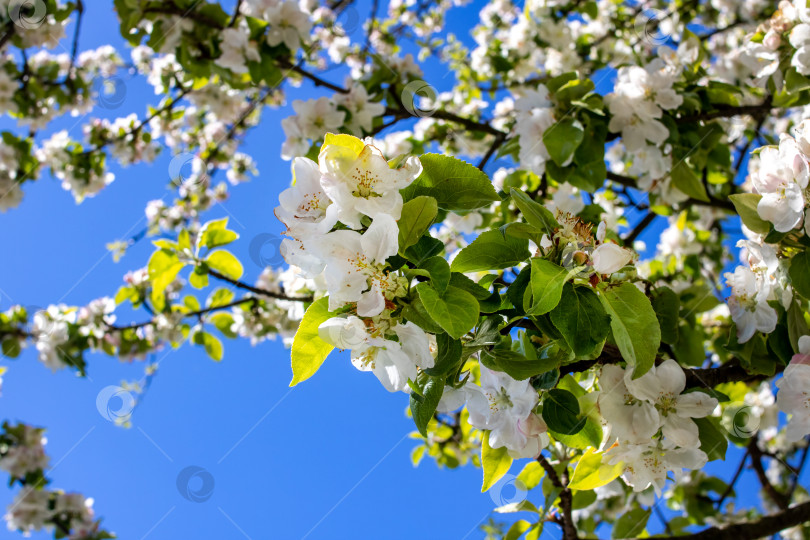 Скачать Белые цветы яблони на фоне голубого неба фотосток Ozero
