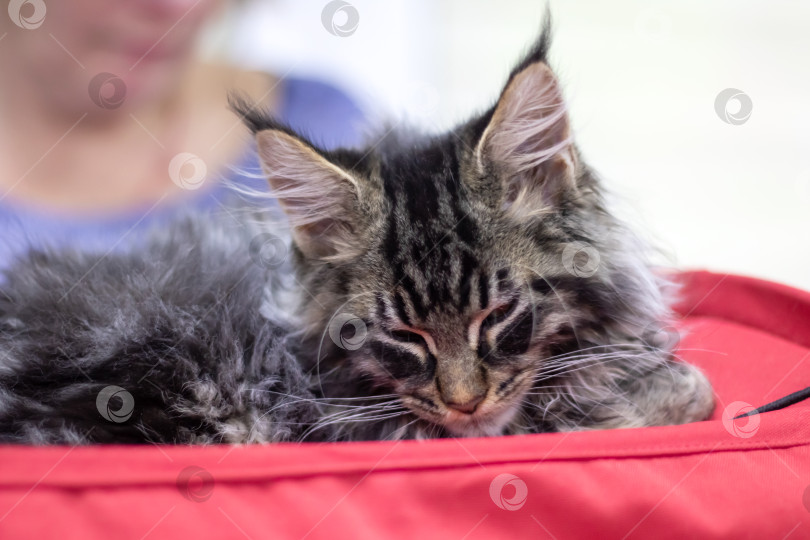 Скачать Портрет котенка породы Мэн крупным планом дома фотосток Ozero