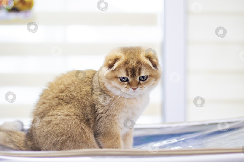 Скачать Портрет шотландского вислоухого котенка крупным планом в домашних условиях фотосток Ozero