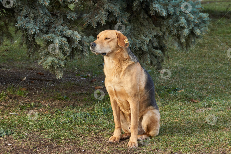 Скачать Осень. Собака сидит на лужайке и греется в лучах осеннего солнца. фотосток Ozero