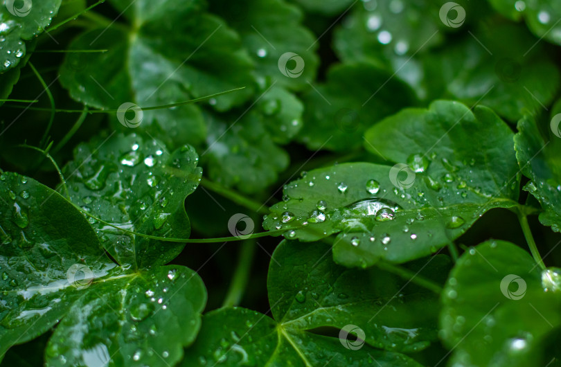 Скачать Капли воды на зелёных листьях. фотосток Ozero