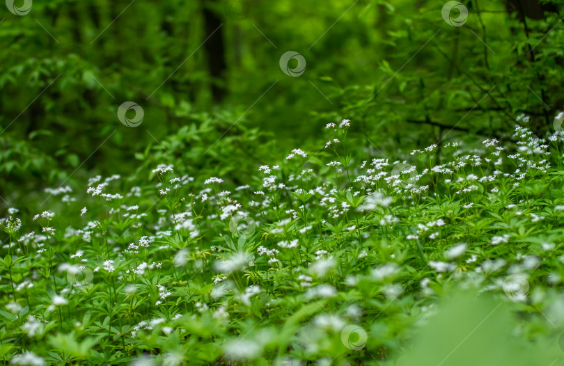 Скачать Белые мелкие цветы на поляне среди деревьев. фотосток Ozero