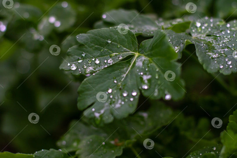 Скачать Капли воды на зелёных листьях. фотосток Ozero