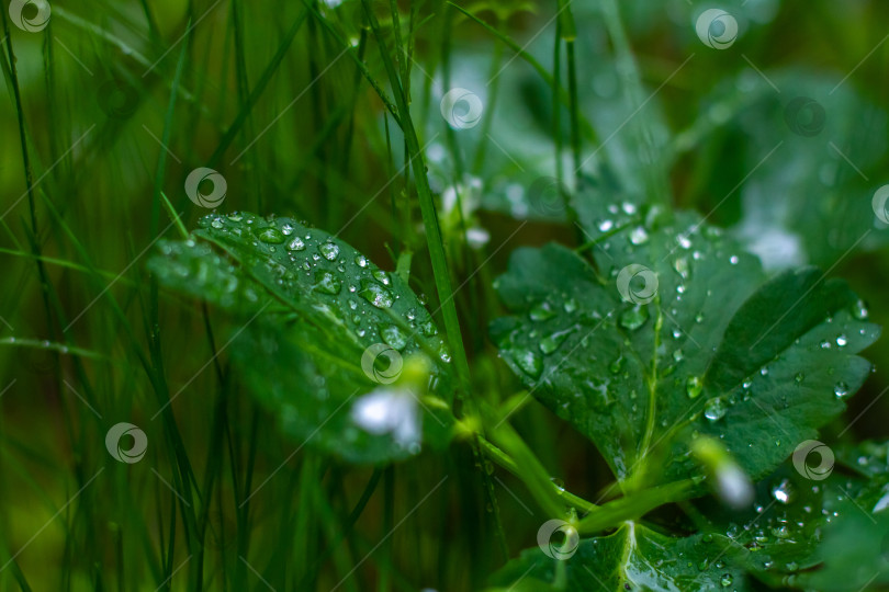 Скачать Капли воды на зелёных листьях. фотосток Ozero