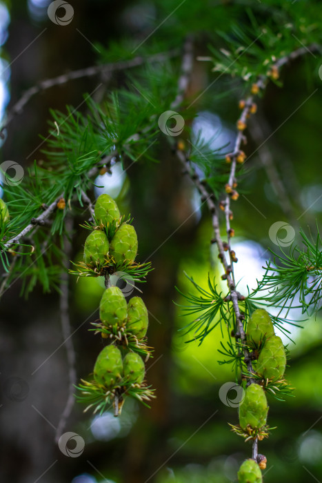 Скачать Молодые зелёные шишки лиственницы. фотосток Ozero