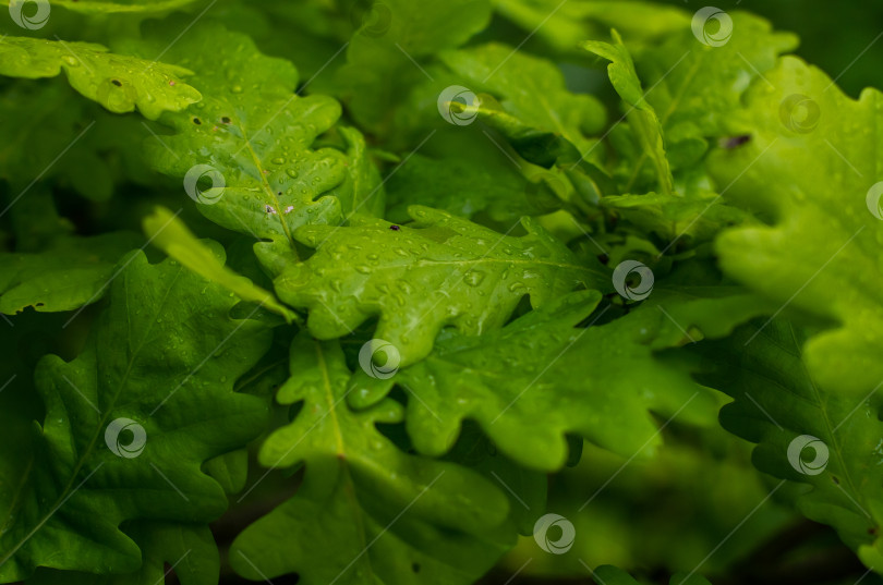 Скачать Зелёные дубовые листья. фотосток Ozero
