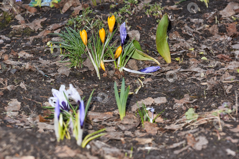 Скачать Крокусы цветут на лужайке в саду. фотосток Ozero