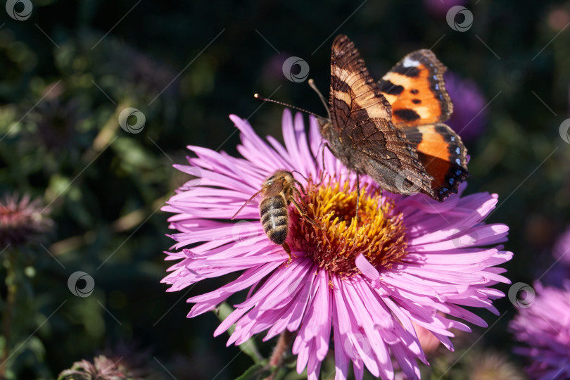 Скачать Бабочка крапивница (лат. Aglais urticae, = Nymphalis urticae) собирает нектар с цветов фотосток Ozero