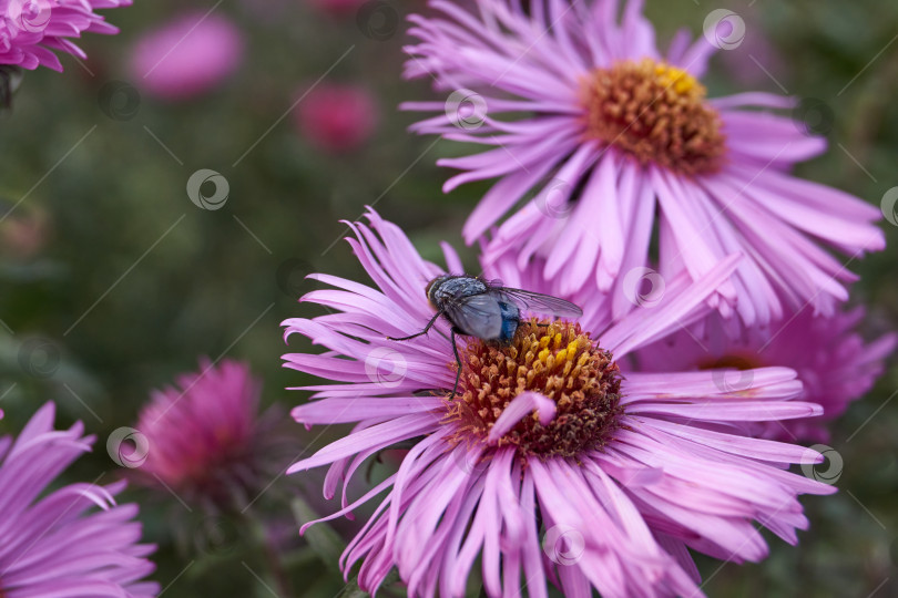 Скачать Голубая мясная муха (лат. Calliphora uralensis) собирает нектар с цветов. Голубая мясная муха - двукрылое насекомое семейства голубых или зеленых мясных мух (семейство Calliphoridae) фотосток Ozero