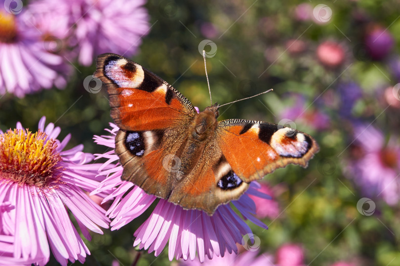 Скачать Бабочка Павлиний глаз (лат. Aglais io) собирает нектар с цветов фотосток Ozero
