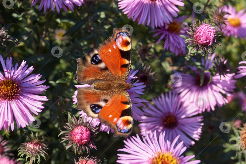 Скачать Бабочка Павлиний глаз (лат. Aglais io) собирает нектар с цветов фотосток Ozero