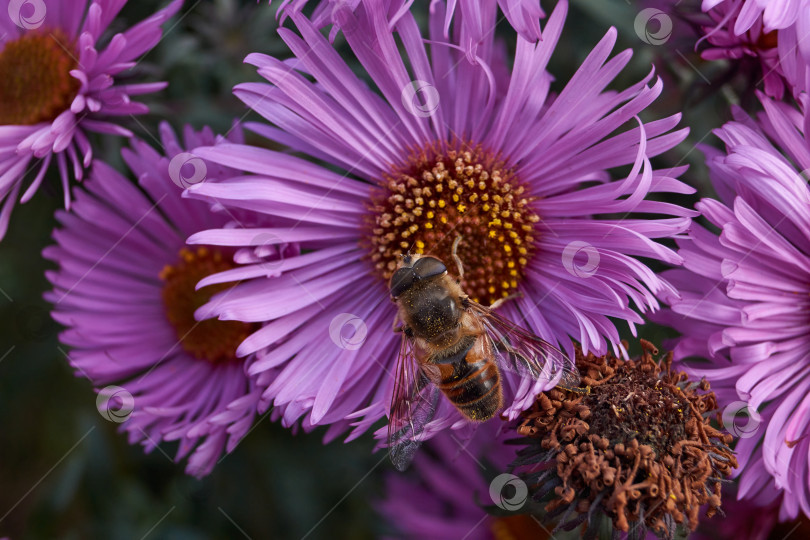 Скачать Муха ильница обыкновенная (лат. Eristalis tenax) из подсемейства Eristalinae собирает нектар с цветков фотосток Ozero