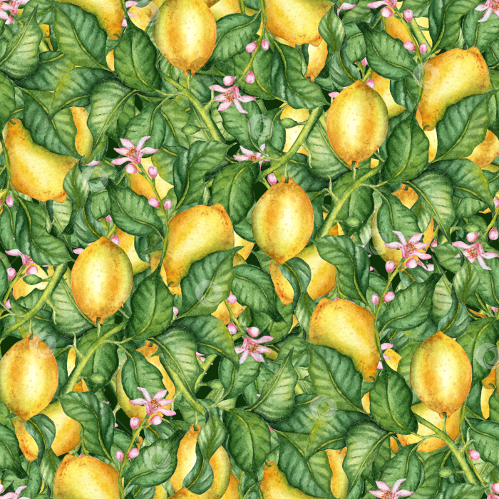Скачать Рисунок желтыми лимонами и зелеными листьями акварелью фотосток Ozero