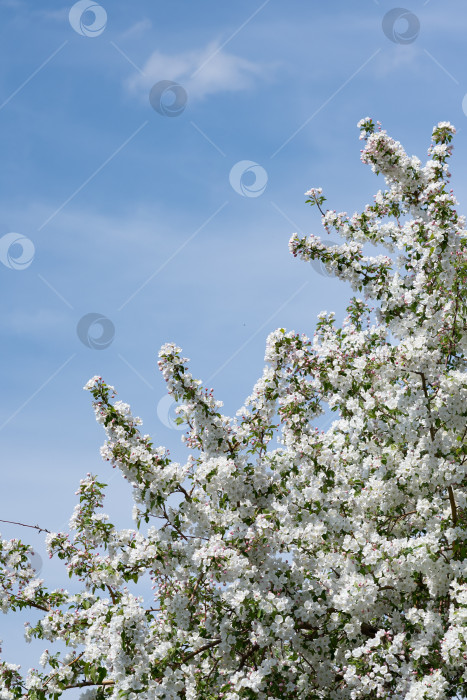 Скачать Розовые цветы цветущей яблони весной на фоне голубого неба в солнечный день крупным планом на природе на открытом воздухе. фотосток Ozero