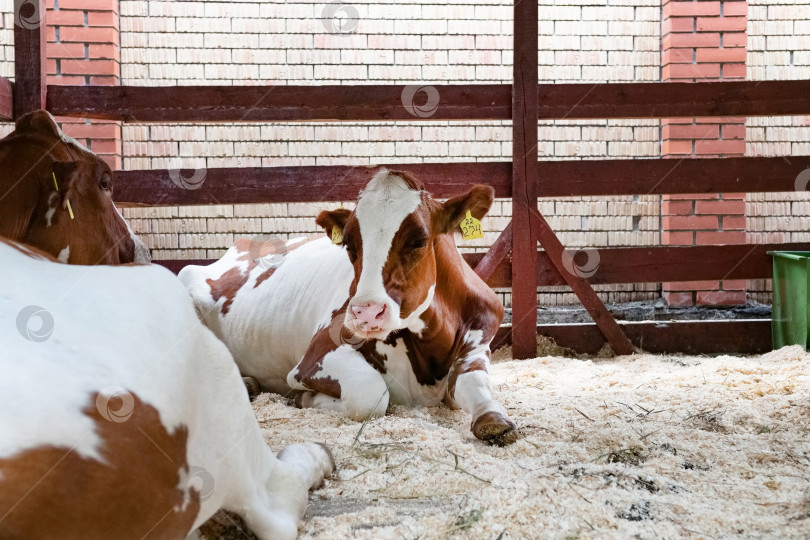 Скачать Здоровых молочных коров кормят кормом, стоя в ряду стойл в коровнике животноводческой фермы, а рабочий добавляет корм животным на размытом фоне. Концепция фермерского бизнеса и ани фотосток Ozero
