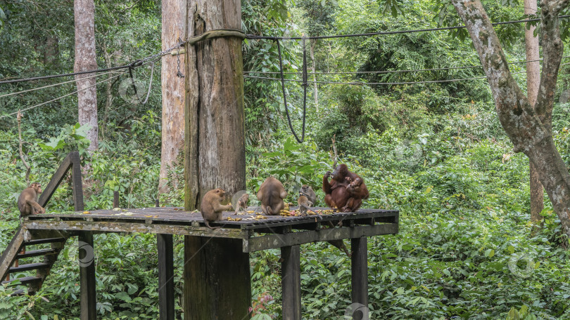 Скачать Обезьяны кормятся в тропическом лесу. фотосток Ozero