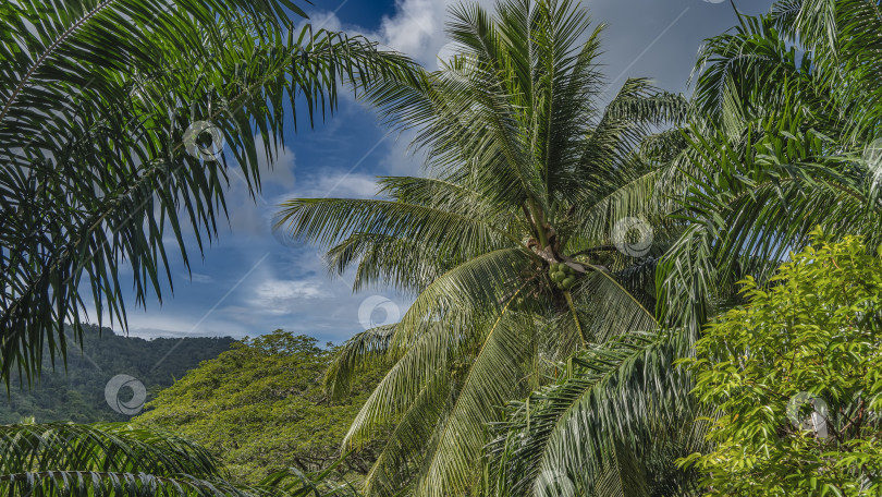 Скачать Пышная тропическая растительность на фоне голубого неба и облаков. фотосток Ozero