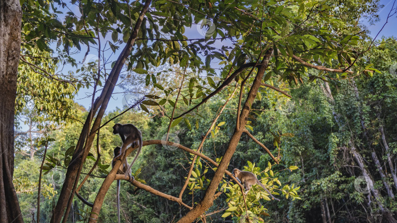 Скачать Дикие обезьяны сидели на ветвях тропических деревьев. фотосток Ozero