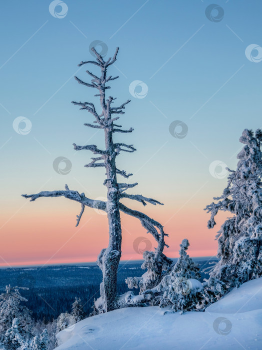 Скачать Удивительное корявое замерзшее дерево на фоне красочного сумеречного заката. фотосток Ozero